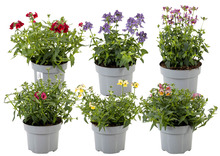 Sommerfugleblomst 'Nemesia' 15 cm potte